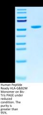 Human Peptide Ready HLA-G&B2M Monomer Protein (MHC-HM45R)