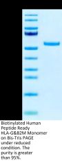 Biotinylated Human Peptide Ready HLA-G&B2M Monomer Protein (MHC-HM45RB)