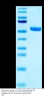 Biotinylated Human HLA-A*02:01&B2M&MAGE-A3 (KVAELVHFL) Monomer Protein (MHC-HM461B)