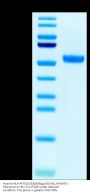 Human HLA-A*03:01&B2M&gp100 (ALLAVGATK) Monomer Protein (MHC-HM463)