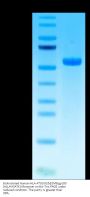 Biotinylated Human HLA-A*03:01&B2M&gp100 (ALLAVGATK) Monomer Protein (MHC-HM463B)