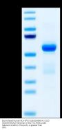 Biotinylated Human HLA-B*07:02&B2M&KRAS G12D (GADGVGKSAL) Monomer Protein (MHC-HM469B)