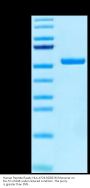 Human Peptide Ready HLA-A*24:02&B2M Monomer Protein (MHC-HM46R)