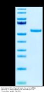 Biotinylated Human Peptide Ready HLA-A*24:02&B2M Monomer Protein (MHC-HM46RB)