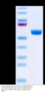Biotinylated Human HLA-A*11:01&B2M&MATN2 (KTLTSVFQK) Monomer Protein (MHC-HM472B)