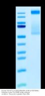 Human HLA-A*11:01&B2M&EGFR L858R (KITDFGRAK) Tetramer Protein (MHC-HM479T)