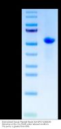 Biotinylated Human Peptide Ready HLA-B*07:02&B2M Monomer Protein (MHC-HM47RB)