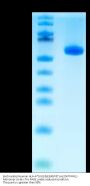 Biotinylated Human HLA-A*02:01&B2M&TdT (ALYDKTKRIFL) Monomer Protein (MHC-HM487B)
