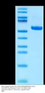 Biotinylated Human HLA-A*02:01&B2M&NPM1-CLAV (CLAVEEVSL) Monomer Protein (MHC-HM489B)