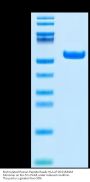 Biotinylated Human Peptide Ready HLA-A*26:01&B2M Monomer Protein (MHC-HM49RB)