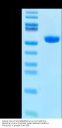 Human HLA-A*02:01&B2M&Survivin (LTLGEFLKL) Monomer Protein (MHC-HM4A1)