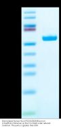 Biotinylated Human HLA-A*02:01&B2M&Survivin (LTLGEFLKL) Monomer Protein (MHC-HM4A1B)