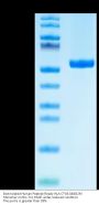 Biotinylated Human Peptide Ready HLA-C*03:04&B2M Monomer Protein (MHC-HM52RB)