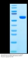 Biotinylated Human Peptide Ready HLA-A*31:01&B2M Monomer Protein (MHC-HM54RB)