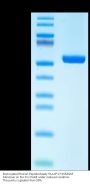 Biotinylated Human Peptide Ready HLA-B*27:05&B2M Monomer Protein (MHC-HM62RB)