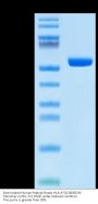 Biotinylated Human Peptide Ready HLA-A*02:06&B2M Monomer Protein (MHC-HM63RB)