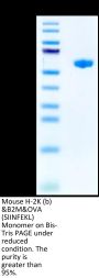Mouse H-2K(b)&B2M&OVA (SIINFEKL) Monomer Protein (MHC-MM453)