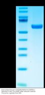 Biotinylated Mouse H-2K(b)&B2M&OVA (SIINFEKL) Monomer Protein (MHC-MM453B)
