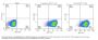 PE-Labeled Mouse H-2K(b)&B2M&OVA (SIINFEKL) Tetramer Protein (MHC-MM453TP)