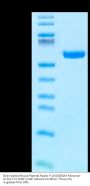 Biotinylated Mouse Peptide Ready H-2K(b)&B2M Monomer Protein (MHC-MM50RB)