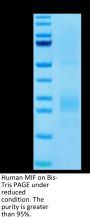 Human MIF Protein (MIF-HM101)