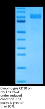 Cynomolgus CD10/MME Protein (MME-CM110)