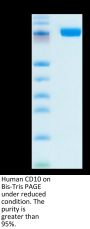 Human CD10/MME Protein (MME-HM110)