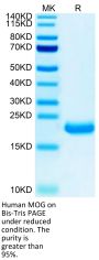 Human MOG/Myelin Oligodendrocyte Glycoprotein Protein (MOG-HM101)