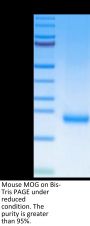 Mouse MOG/Myelin Oligodendrocyte Glycoprotein Protein (MOG-MM101)