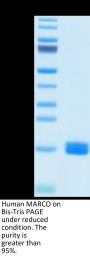 Human MARCO Protein (MRO-HM102)