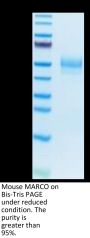 Mouse MARCO Protein (MRO-MM101)