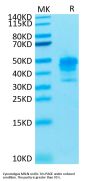 Cynomolgus MSLN/Mesothelin Protein (MSL-CM180)