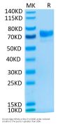 Cynomolgus MSLN/Mesothelin Protein (MSL-CM280)