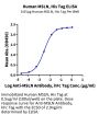 Human MSLN/Mesothelin Protein (MSL-HM181)