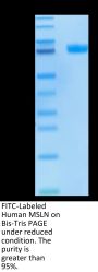 FITC-Labeled Human MSLN/Mesothelin Protein (MSL-HM280F)