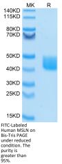 FITC-Labeled Human MSLN/Mesothelin Protein (MSL-HM480F)