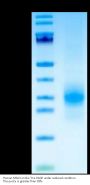 Human MSLN/Mesothelin Protein (MSL-HM4D1)