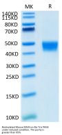 Biotinylated Mouse MSLN/Mesothelin Protein (Primary Amine Labeling) (MSL-MM180B)