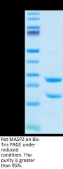 Rat MASP2 Protein (MSP-RE102)
