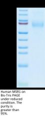 Human MSR1 Protein (MSR-HM101)