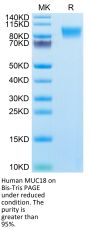 Human MUC18/CD146 Protein (MUC-HM118)