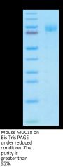 Mouse MUC18/CD146 Protein (MUC-MM118)