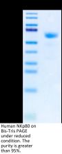Human NKp80/CLEC5C Protein (NKP-HM280)