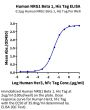 Human NRG1 Beta 1 Protein (NRG-HM1B1)
