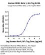 Human NRG1 Beta 1 Protein (NRG-HM1B1)