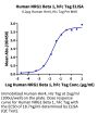 Human NRG1 Beta 1 Protein (NRG-HM201)