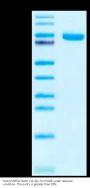 Human NRG1 Beta 1 Protein (NRG-HM201)