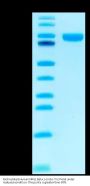 Biotinylated Human NRG1 Beta 1 Protein (Primary Amine Labeling) (NRG-HM201B)