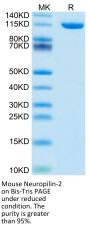 Mouse Neuropilin-2 Protein (NRP-MM102)