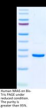 Human NRAS Protein (NRS-HE101)